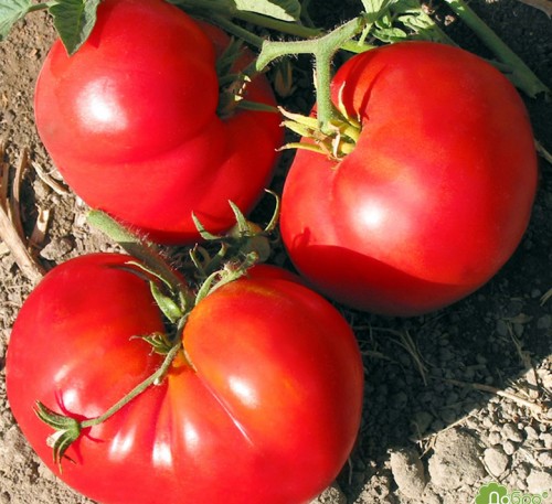 Tomato Pantano Rimskiy